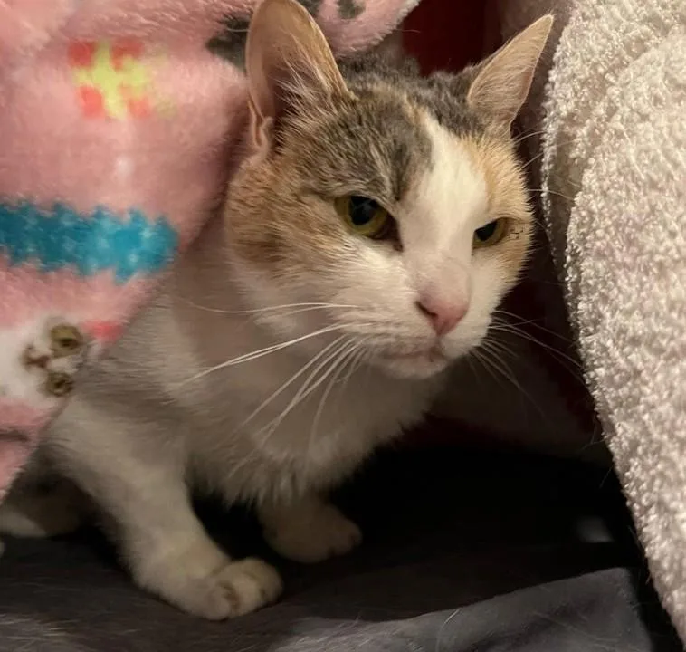 Snowcone thumbnail 2