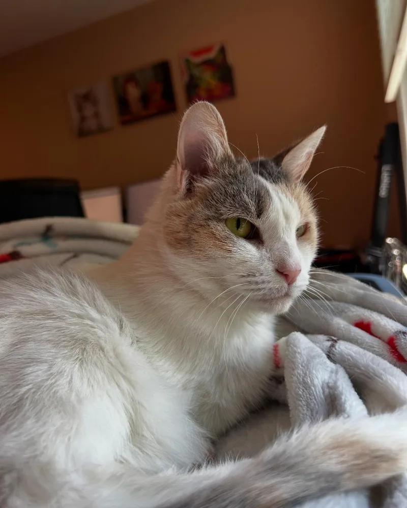 Snowcone thumbnail 3