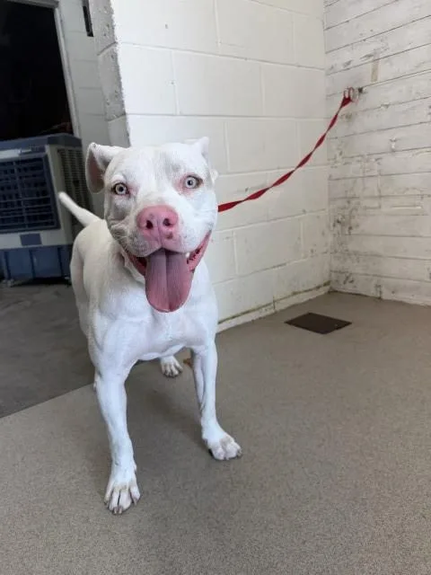 A young large-sized male Pit Bull Terrier dog named Guero for adoption in San Bernardino, CA
