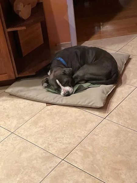 A senior large-sized male Pit Bull Terrier dog named Rollercoaster for adoption in San Diego, CA