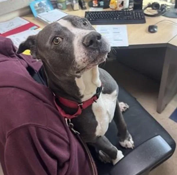 Rollercoaster thumbnail 6