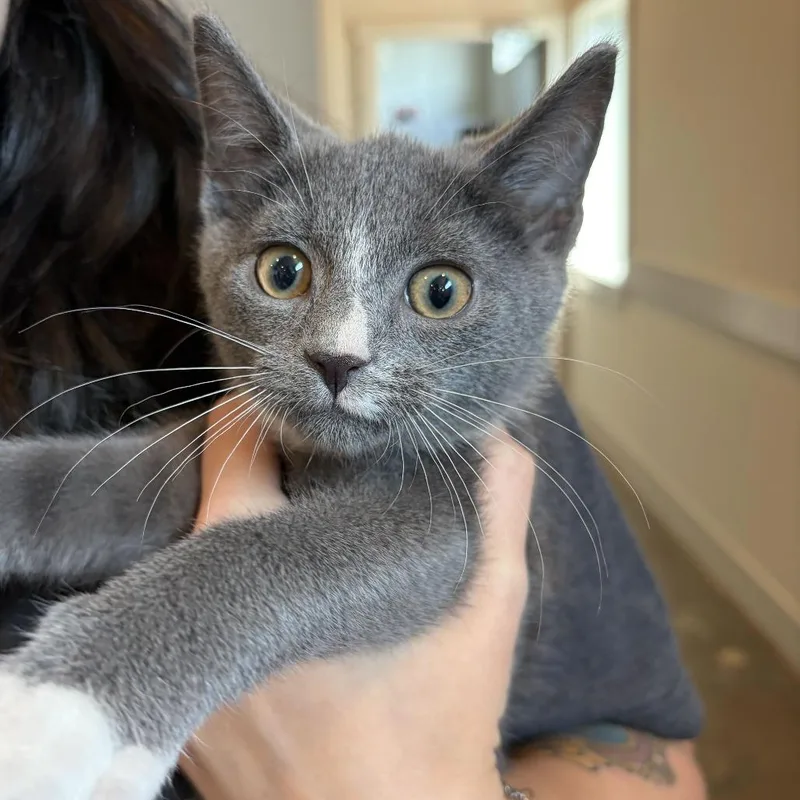 A baby small-sized male Gray / Blue / Silver Domestic Short Hair cat named Po'Boy for adoption in Louisville, KY