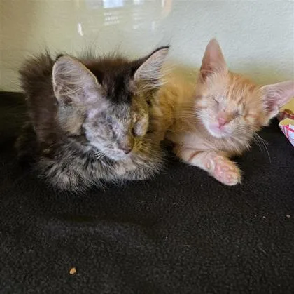 A baby small-sized female Orange / Red Domestic Short Hair cat named Shrimp for adoption in El Paso, TX