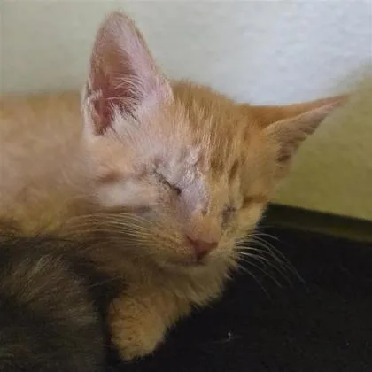 Shrimp thumbnail 2