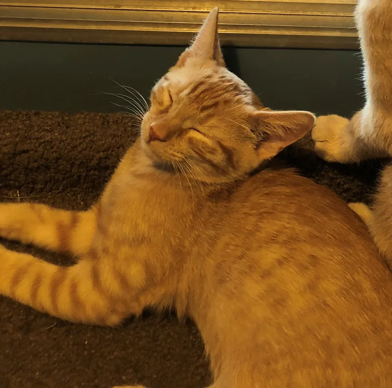 An adult large-sized male Tabby (Orange / Red) Domestic Short Hair cat named Peter for adoption in Phoenix, AZ