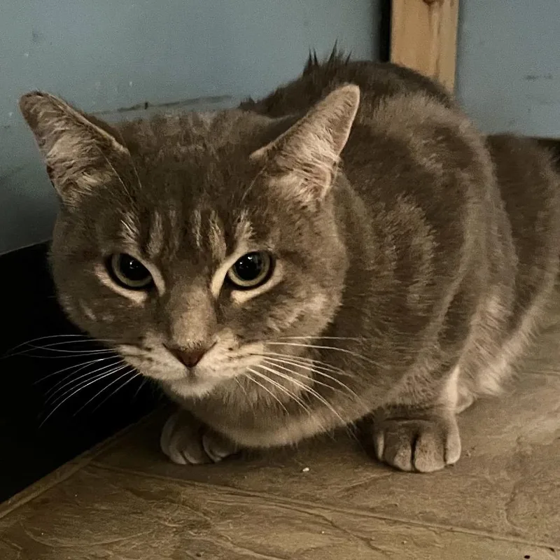 An adult small-sized female Gray / Blue / Silver Domestic Short Hair cat named Betsy for adoption in Las Vegas, NV