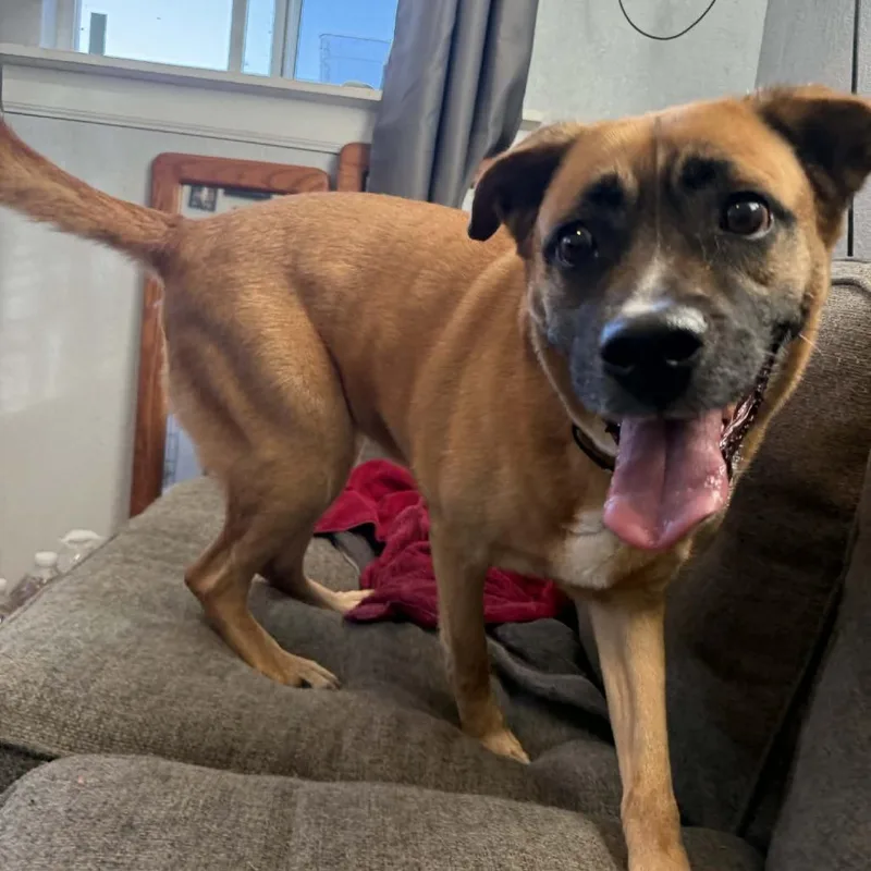 An adult large-sized female Brown / Chocolate Labrador Retriever dog named Nala for adoption in Austin, TX