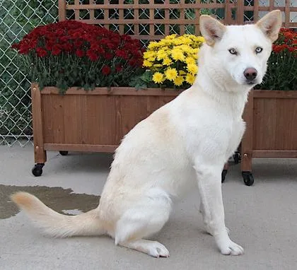 An adult medium-sized female White / Cream Husky dog named Vanilla for adoption in Rapid City, SD