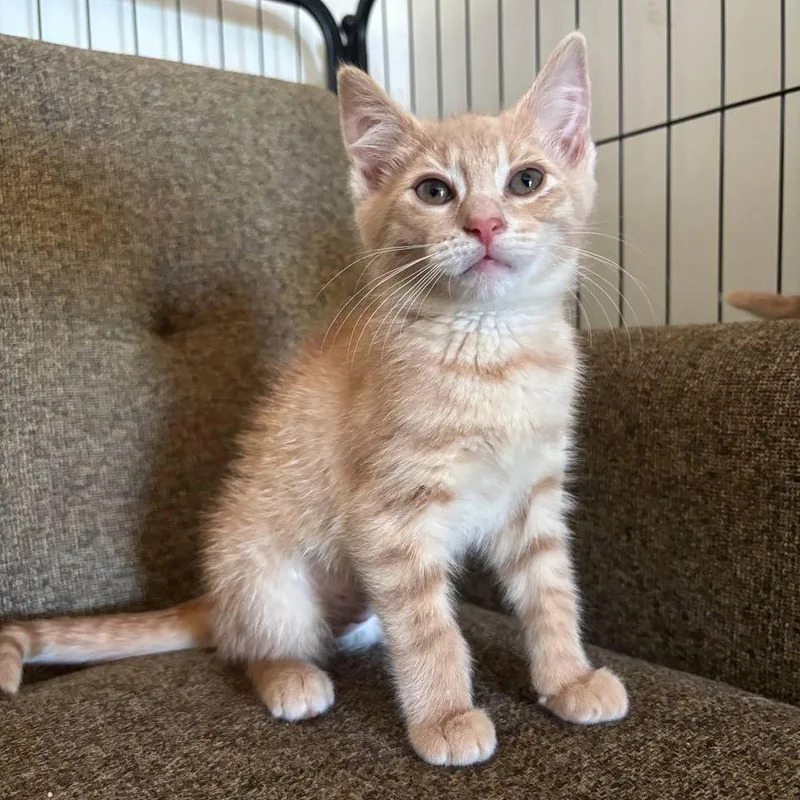 A baby small-sized male Orange / Red Domestic Short Hair cat named Mango for adoption in Medford, NJ