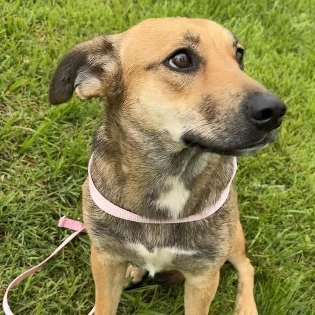 A young medium-sized female Bicolor Shepherd dog named Tessa for adoption in Washington, PA