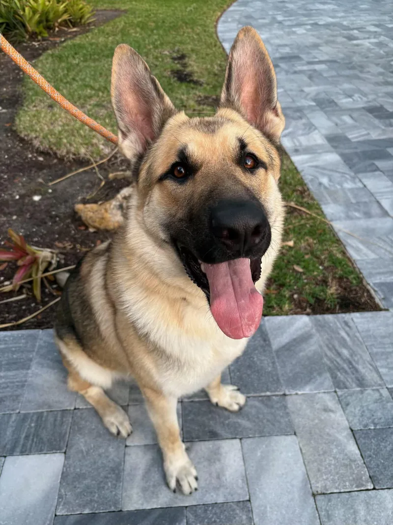 A young large-sized male Sable German Shepherd Dog dog named Pluto for adoption in Sunrise, FL
