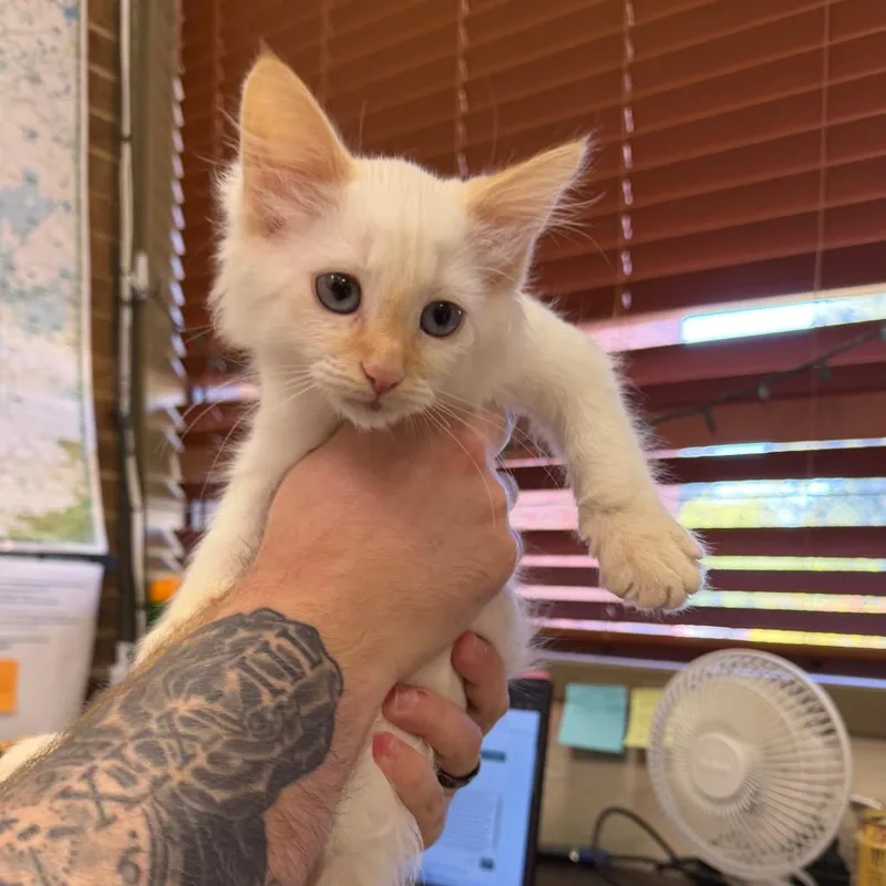 A baby small-sized male Siamese cat named Casper for adoption in Birmingham, AL