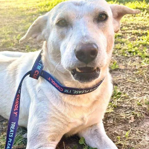 A young medium-sized female Yellow / Tan / Blond / Fawn Mixed Breed dog named Cathy for adoption in Sullivan City, TX