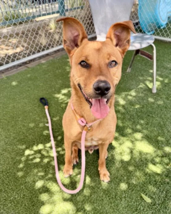 A young large-sized male Carolina Dog dog named Melo for adoption in Chatsworth, CA