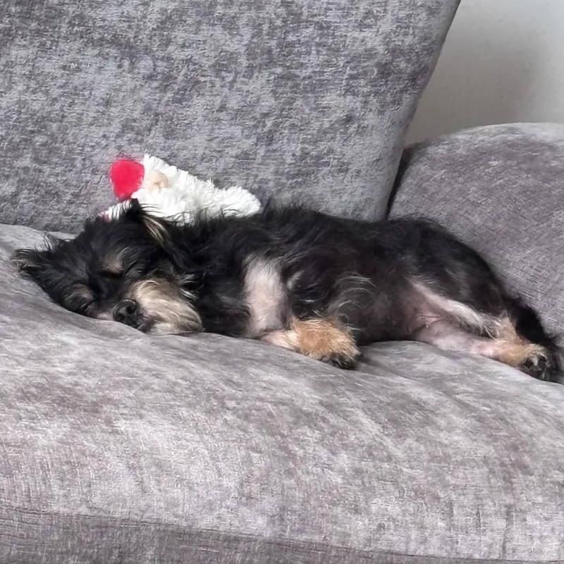 An adult small-sized female Black Yorkshire Terrier dog named Aliko for adoption in Fredericksburg, VA