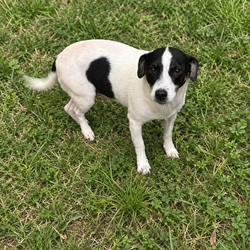 An adult small-sized female White / Cream Jack Russell Terrier dog named Denali for adoption in Hattiesburg, MS