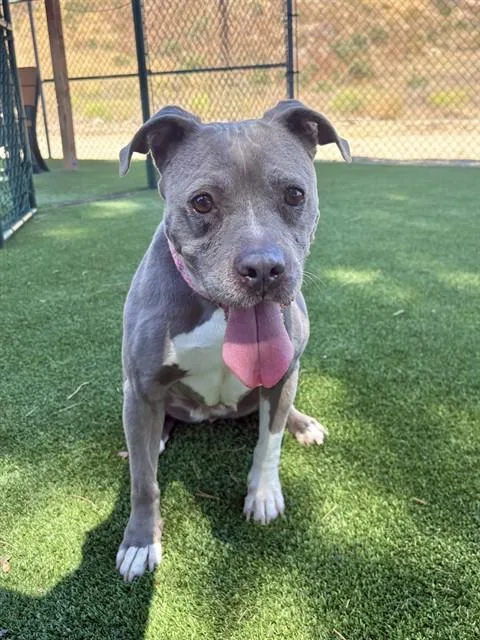 A senior large-sized female Pit Bull Terrier dog named Papi for adoption in Castaic, CA