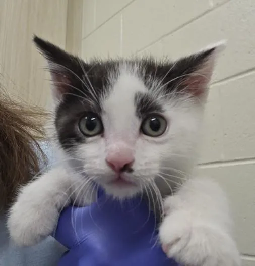 A baby large-sized male Domestic Short Hair cat named Basil for adoption in Brighton, CO