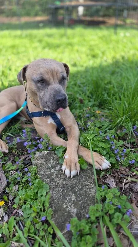 An adult large-sized male Yellow / Tan / Blond / Fawn Mixed Breed dog named The Chosen One for adoption in Cincinnati, OH