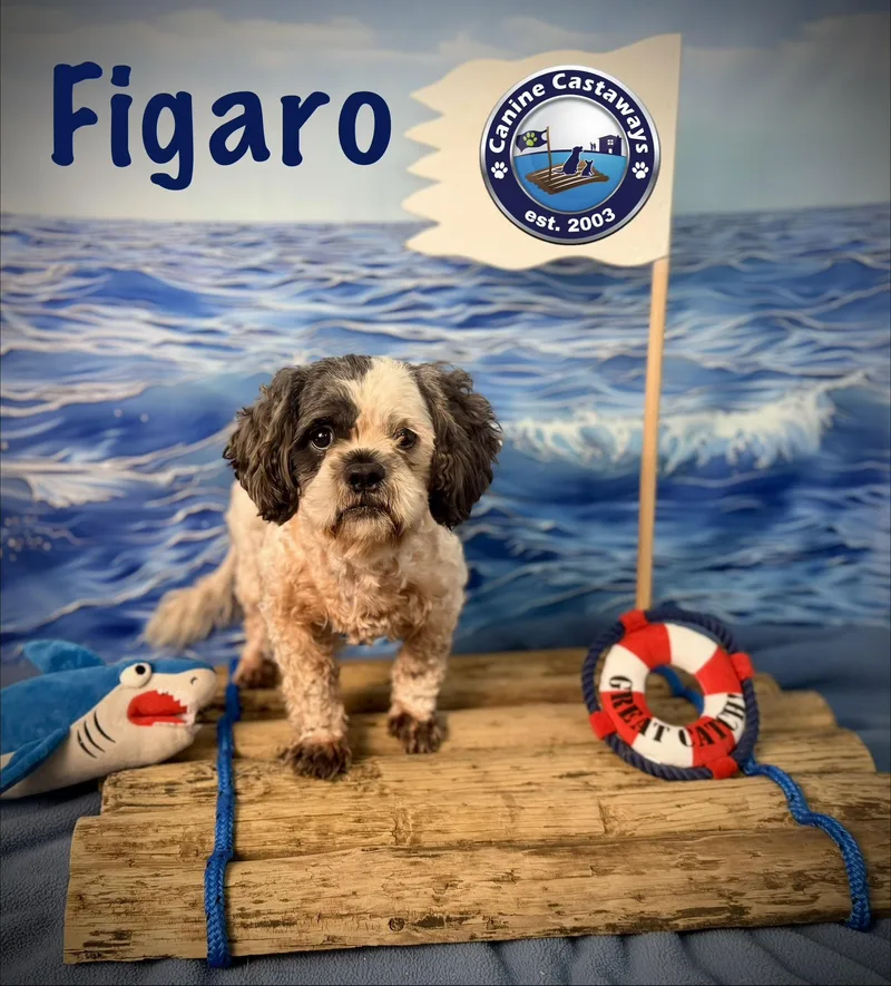 An adult small-sized male Miniature Poodle dog named Figero for adoption in Arcadia, FL