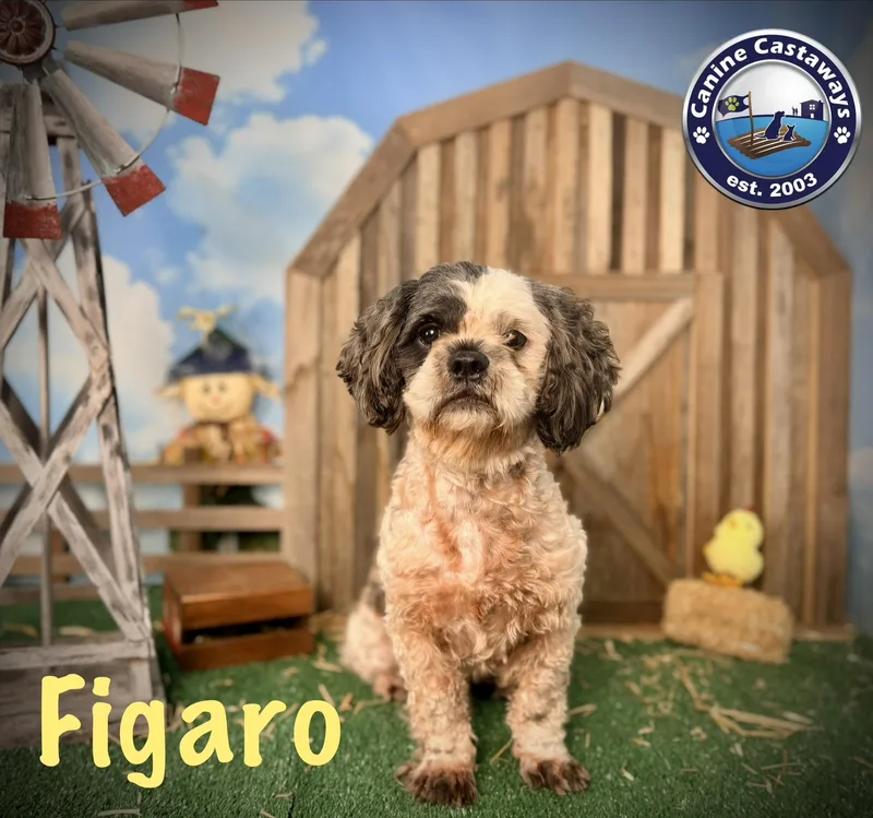 Figero thumbnail 2