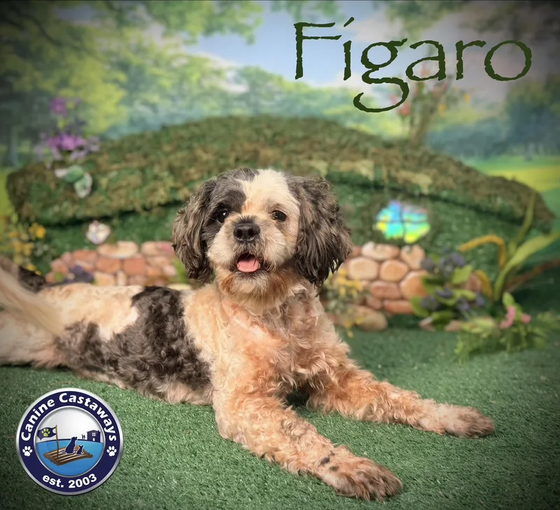 Figero thumbnail 3