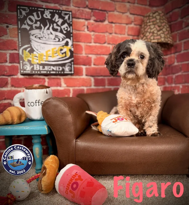 Figero thumbnail 4