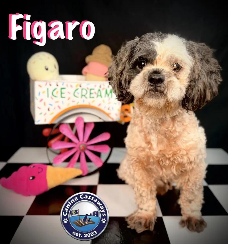 Figero thumbnail 6