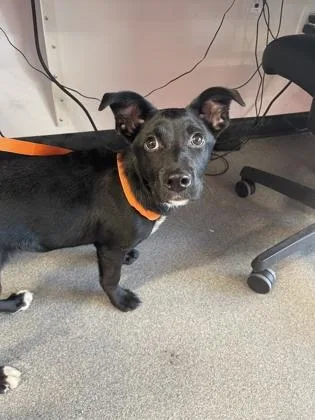 A baby medium-sized female Mixed Breed dog named Ladybug for adoption in West Chester, PA