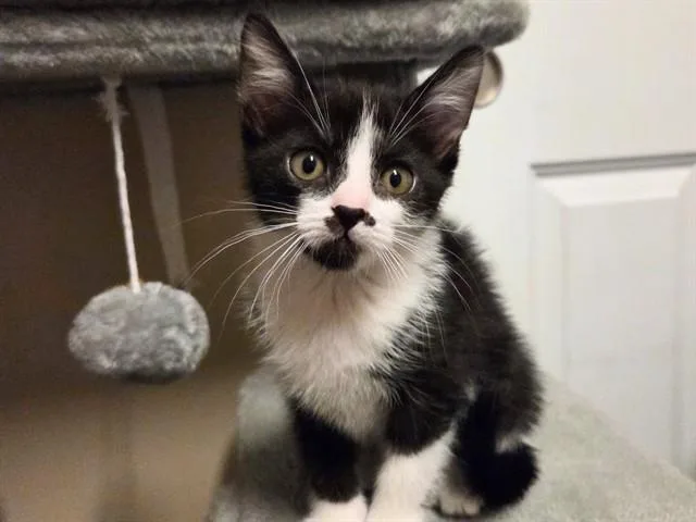 A baby small-sized female Domestic Short Hair cat named Peppermint Patty for adoption in Fort Wayne, IN