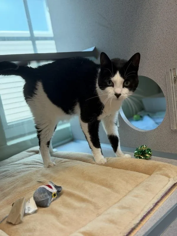 An adult medium-sized female Domestic Short Hair cat named Bettie for adoption in Stratham, NH