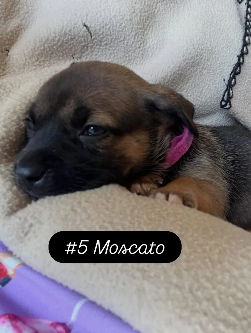 A baby medium-sized female American Staffordshire Terrier dog named Anne's Vines  Moscato for adoption in San Diego, CA