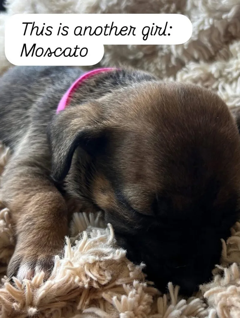 Anne's Vines  Moscato thumbnail 3
