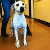 An adult medium-sized female Yellow / Tan / Blond / Fawn Labrador Retriever dog named Perla for adoption in Hawthorne, CA