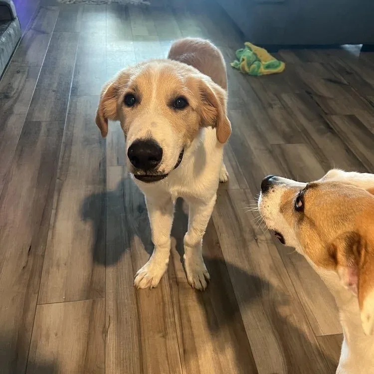 A baby large-sized male Apricot / Beige Great Pyrenees dog named Herk for adoption in Pflugerville, TX