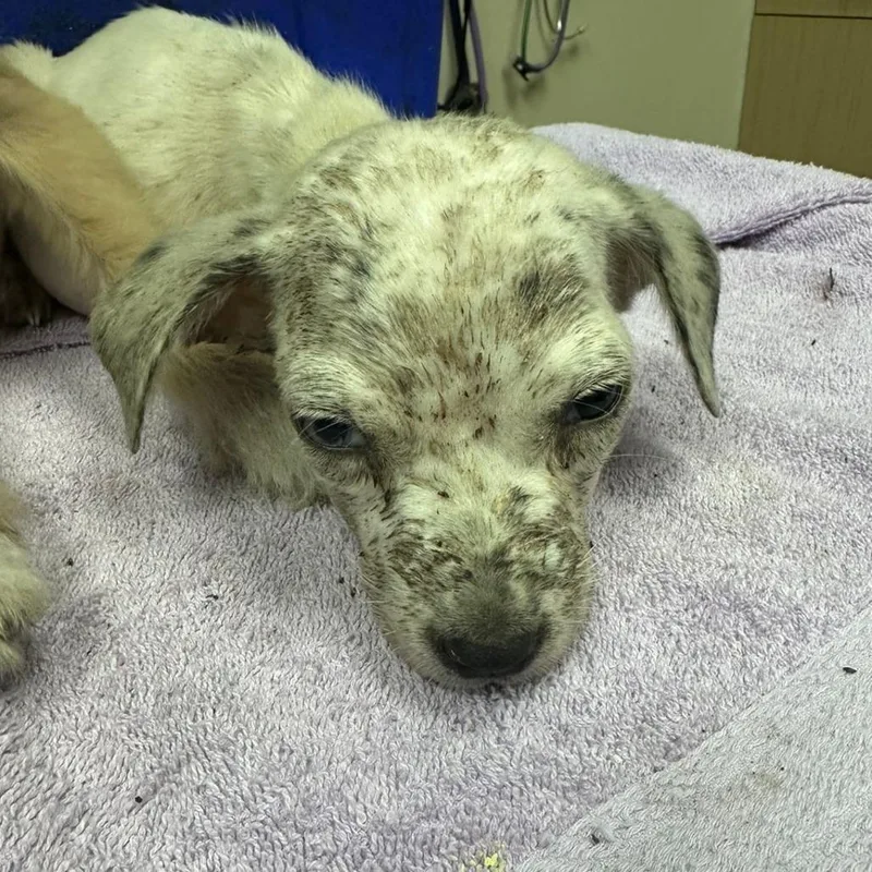 A baby small-sized male Mixed Breed dog named Quatro for adoption in Lakeland, FL