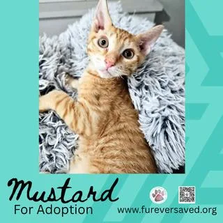 A baby small-sized male Tabby (Orange / Red) Domestic Short Hair cat named Mustard for adoption in Miami, FL