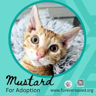 Mustard thumbnail 2