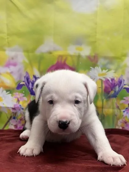 A young small-sized male American Staffordshire Terrier dog named Casey for adoption in San Antonio, TX