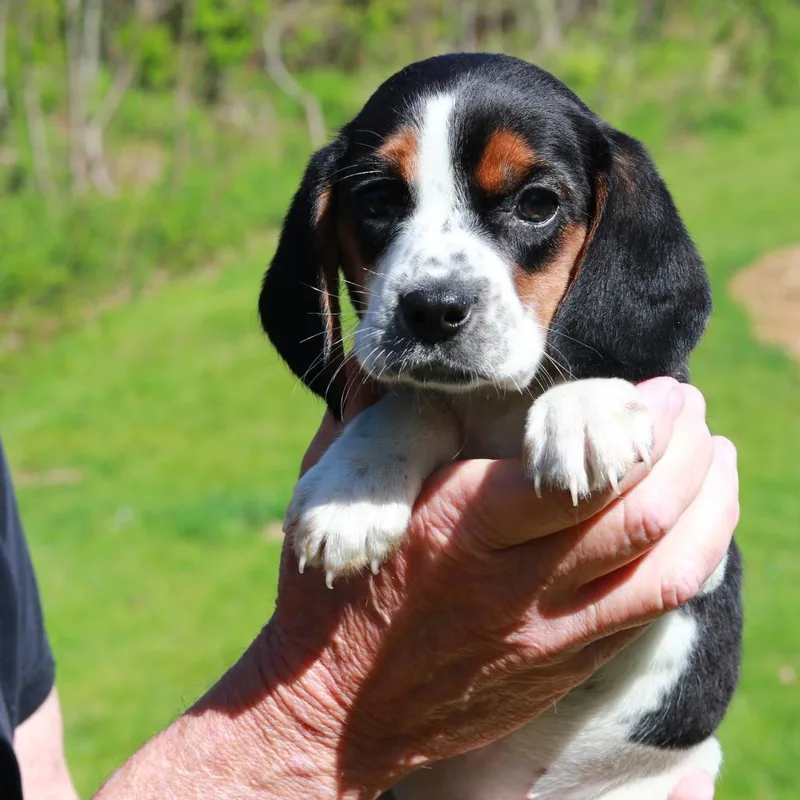 A baby medium-sized female White / Cream Beagle dog named Ct Daisy for adoption in Stormville, NY