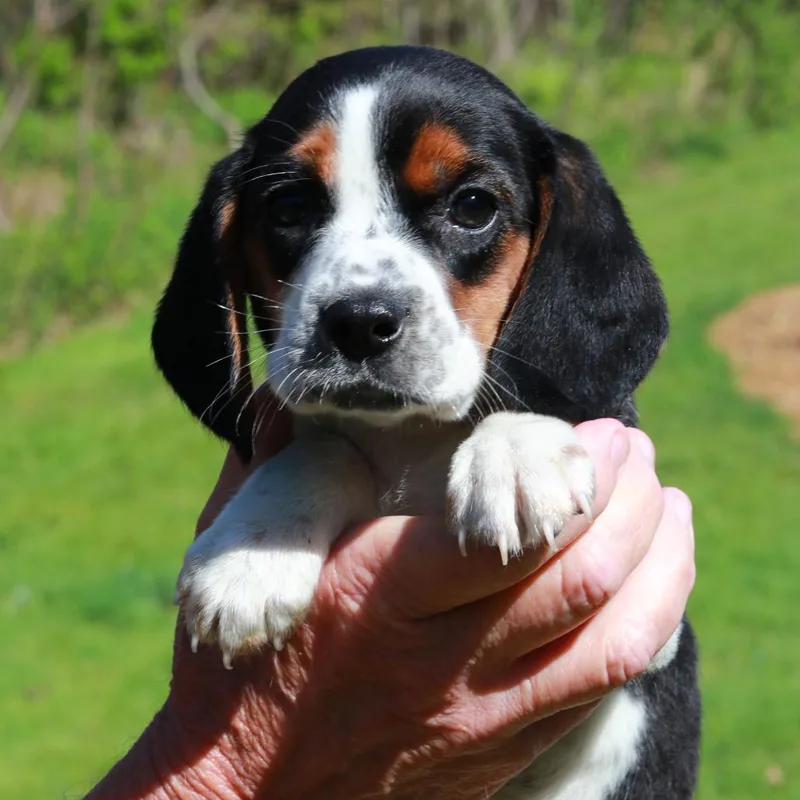 Ct Daisy thumbnail 2