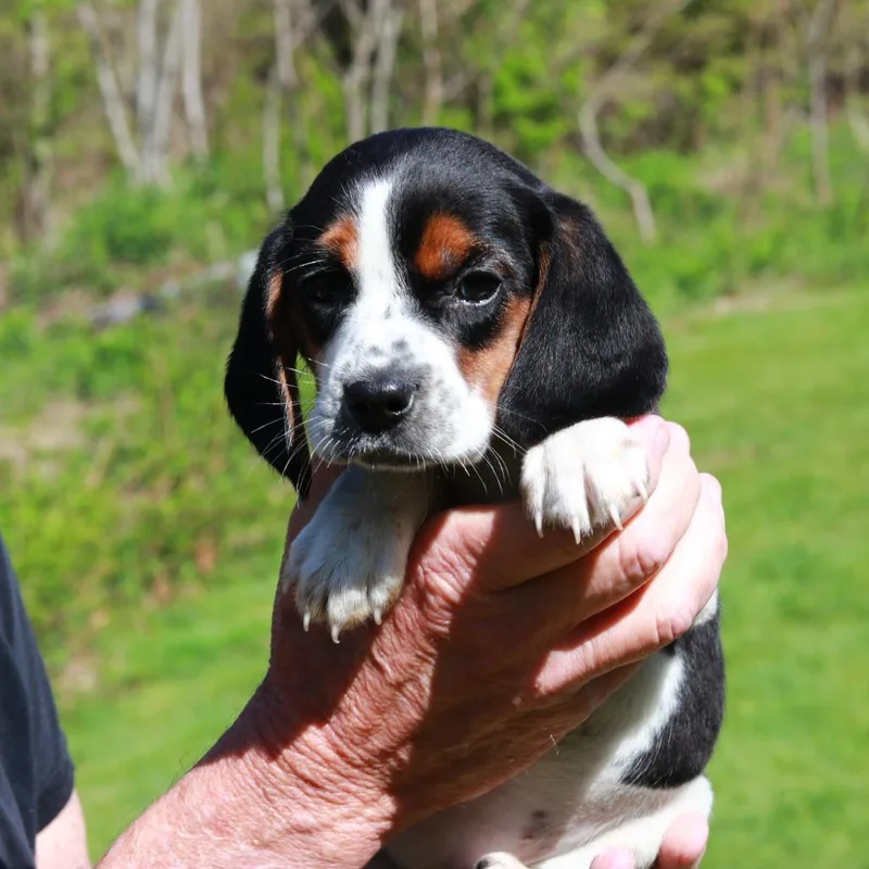 Ct Daisy thumbnail 3