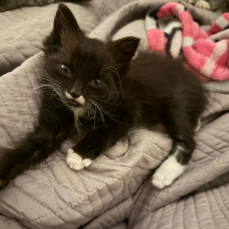 A baby small-sized male Black Domestic Medium Hair cat named Liam for adoption in Winston Salem, NC