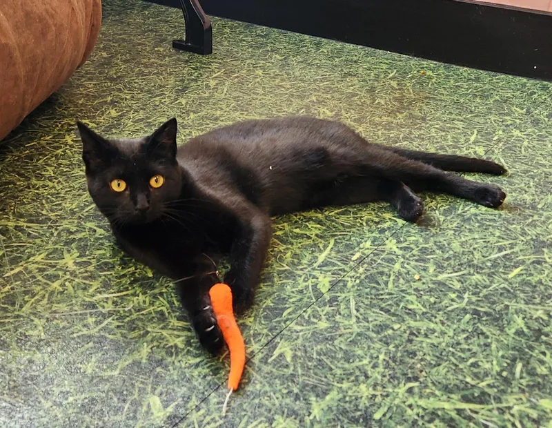 A young medium-sized female Black Domestic Short Hair cat named Cinderella for adoption in Herndon, VA