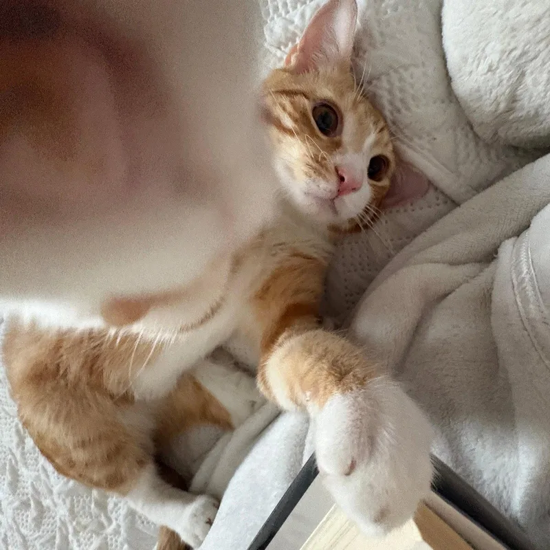 An adult medium-sized male Orange & White Domestic Short Hair cat named Mountain Dew for adoption in Brooklyn, NY