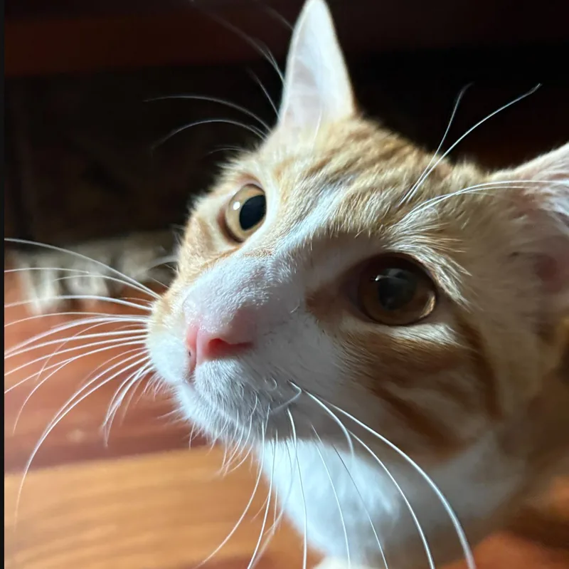 Mountain Dew thumbnail 3