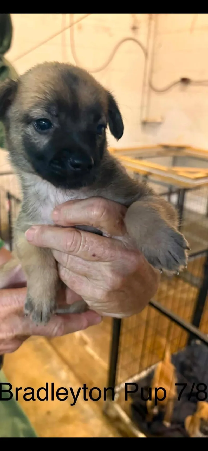 A baby medium-sized female Husky dog named Bradleyton pups for adoption in Brooksville, FL
