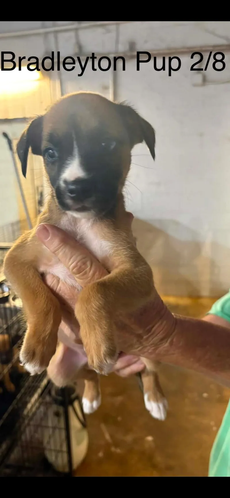 Bradleyton pups thumbnail 2