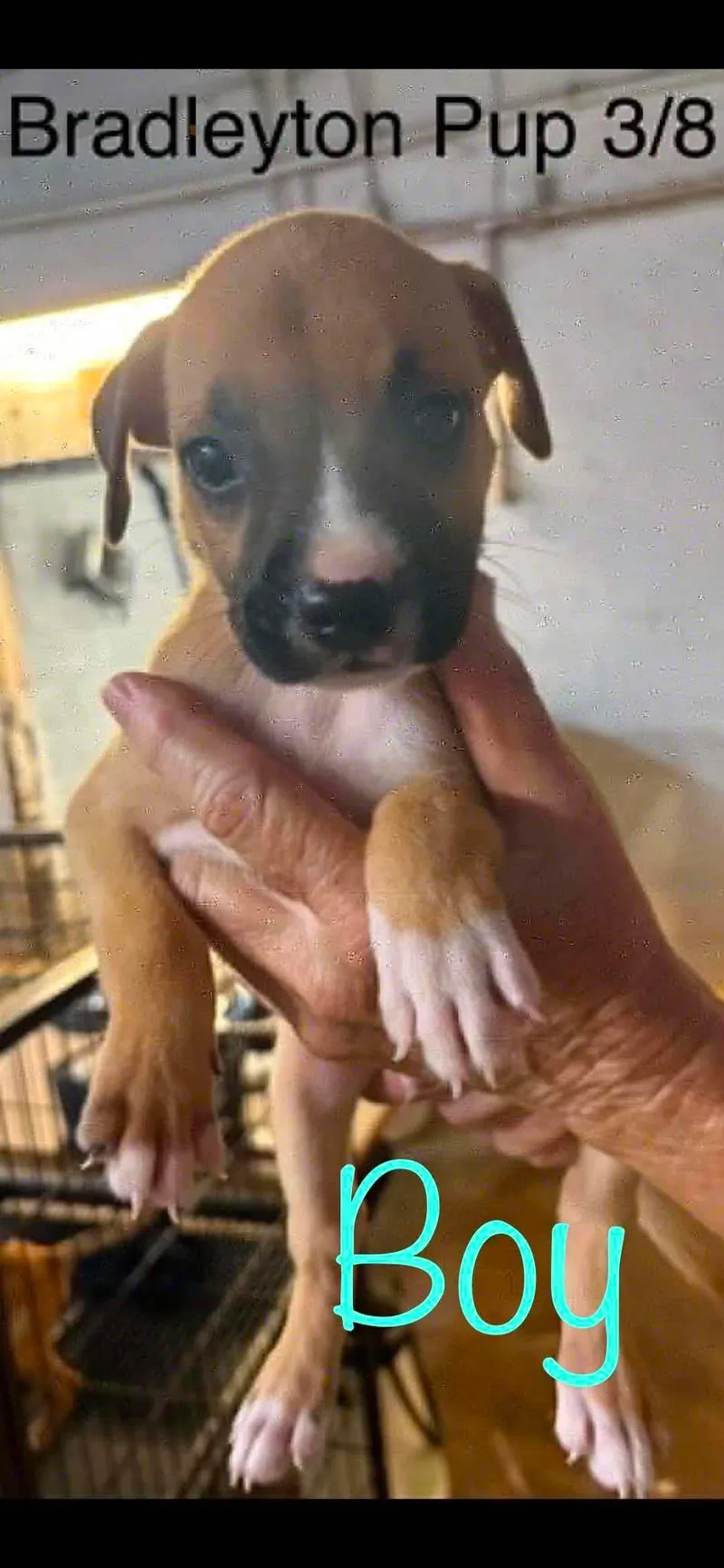 Bradleyton pups thumbnail 3