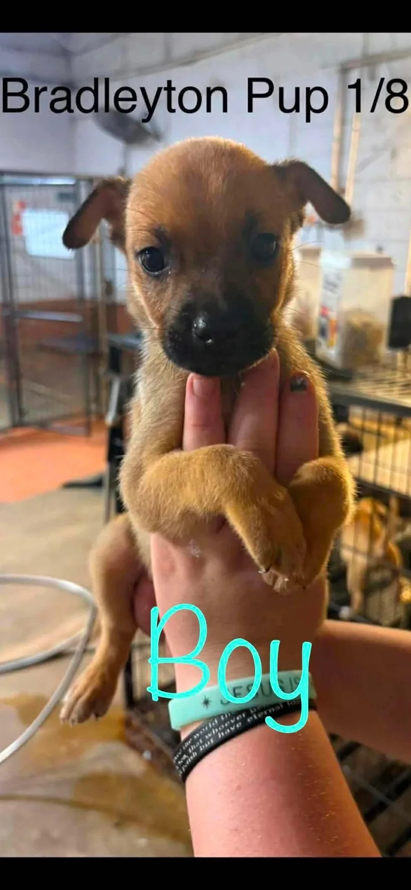 Bradleyton pups thumbnail 4